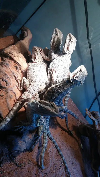 Feeder Frenzy Reptiles 12