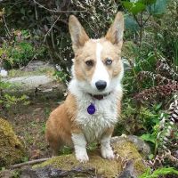 Cascade Animal Clinic ico