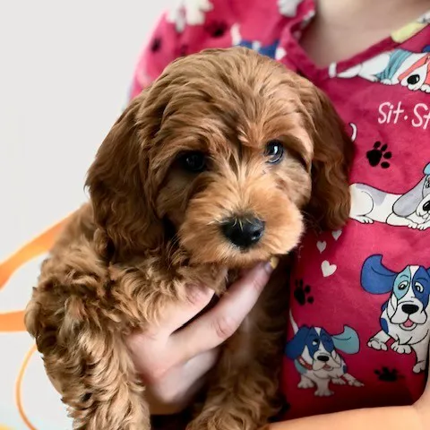 Kindness Animal Clinic 9