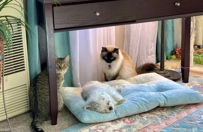Kindness Animal Clinic 1