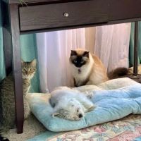 Kindness Animal Clinic ico