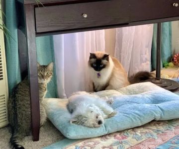 Kindness Animal Clinic