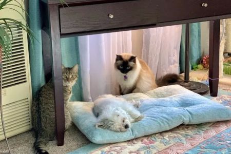 Kindness Animal Clinic