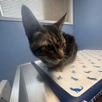 Everett Veterinary Hospital ico