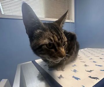 Everett Veterinary Hospital