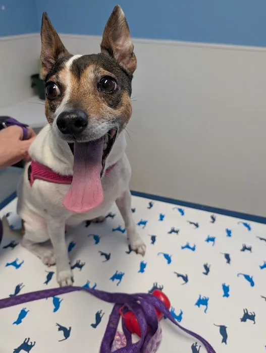 Everett Veterinary Hospital 8