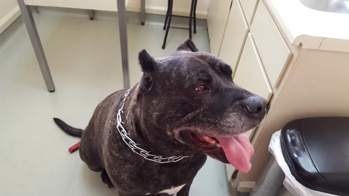 Broadway Animal Hospital 4