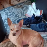 Broadway Animal Hospital ico