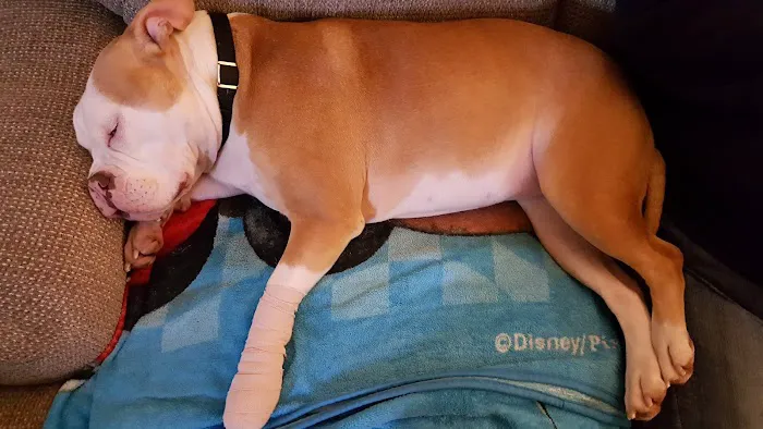 Broadway Animal Hospital 10