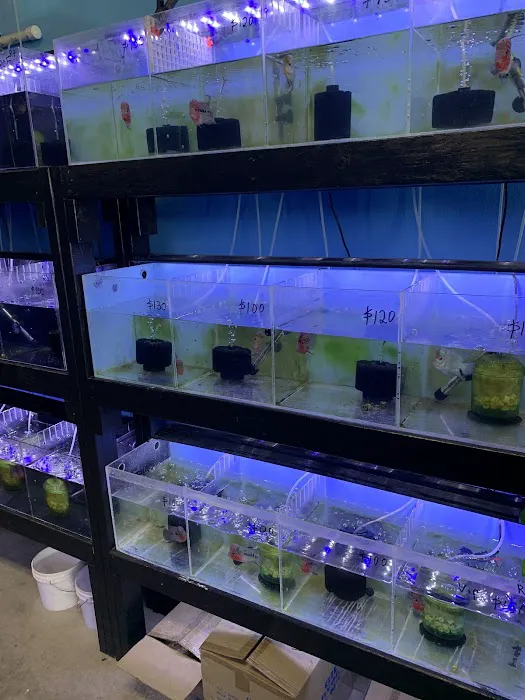 Rays Tank (Exotic Freshwater Fish Store) 12