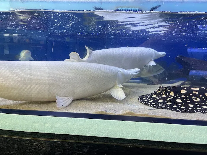 Rays Tank (Exotic Freshwater Fish Store) 12