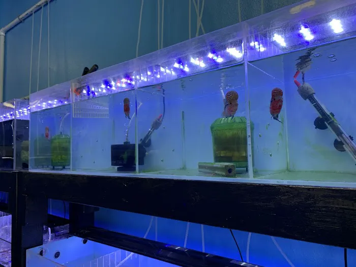 Rays Tank (Exotic Freshwater Fish Store) 12