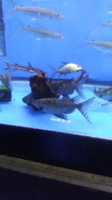 Rays Tank (Exotic Freshwater Fish Store) 12