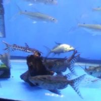 Rays Tank (Exotic Freshwater Fish Store) ico