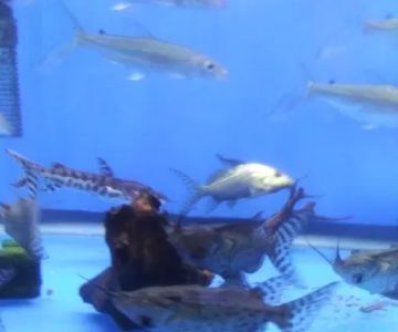 Rays Tank (Exotic Freshwater Fish Store)
