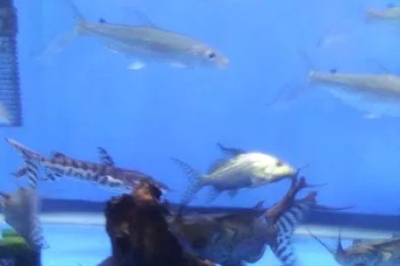 Rays Tank (Exotic Freshwater Fish Store)