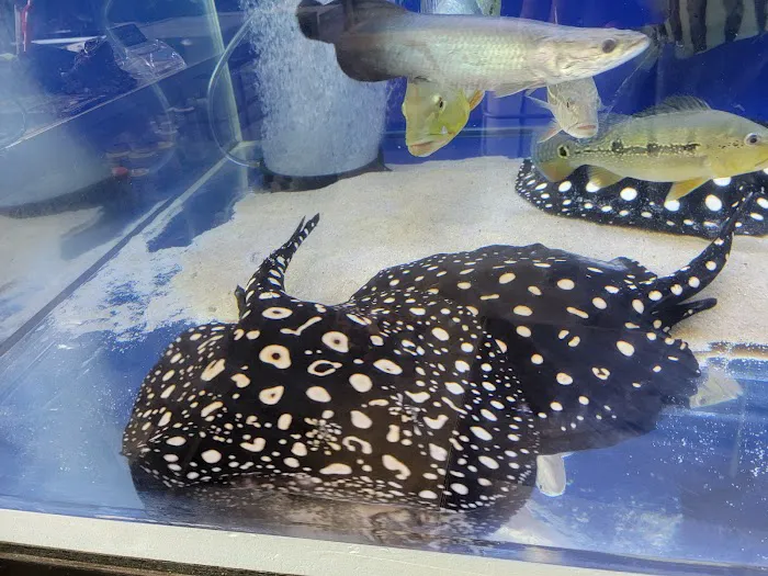 Rays Tank (Exotic Freshwater Fish Store) 12