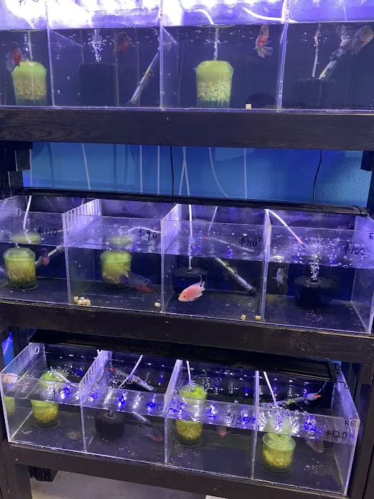 Rays Tank (Exotic Freshwater Fish Store) 12