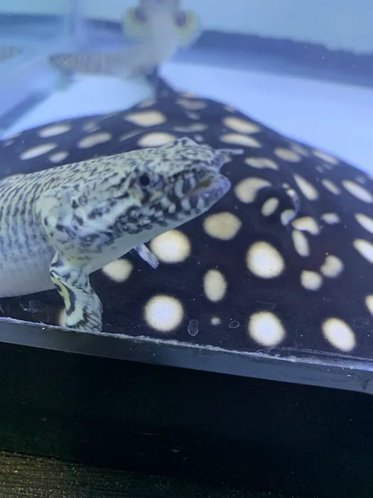 Rays Tank (Exotic Freshwater Fish Store) 12