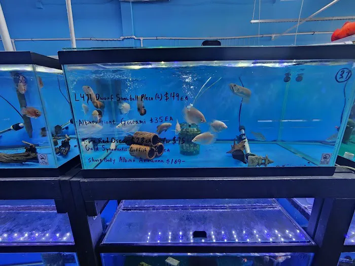 Rays Tank (Exotic Freshwater Fish Store) 12