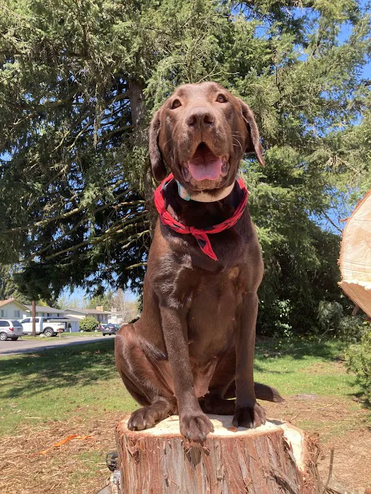 Lake Stevens Animal Hospital for Minor Emergency Care, Wellness Care and Surgical Care. 6