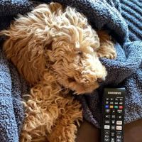 Pet Ranch ico