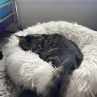 Animal Surgery & Vaccinating Clinic ico