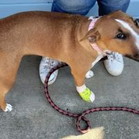 South Whidbey Animal Clinic ico