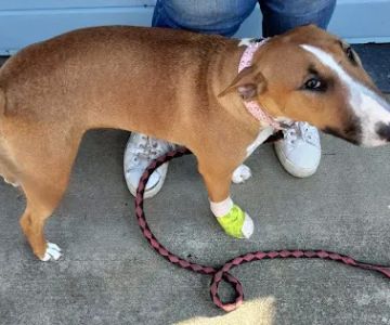 South Whidbey Animal Clinic