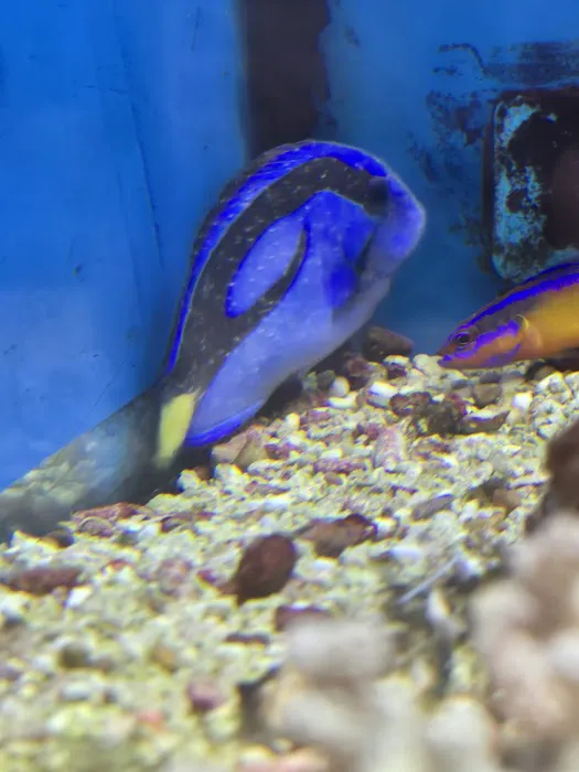 Petco 1