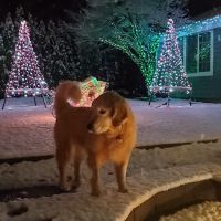 House Pet Vet Visits ico