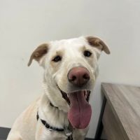 Sammamish Highlands Veterinary Hospital ico