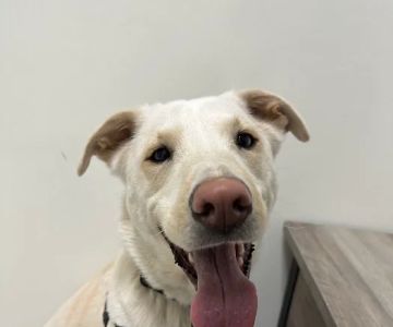Sammamish Highlands Veterinary Hospital