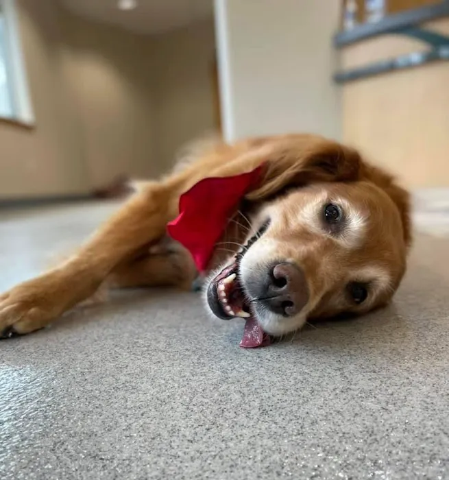 Sahalee Veterinary Hospital 4