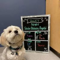 Sahalee Veterinary Hospital ico