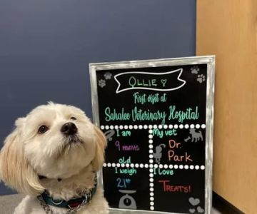 Sahalee Veterinary Hospital