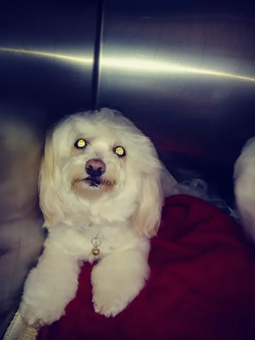 VCA Pine Lake Animal Hospital 8