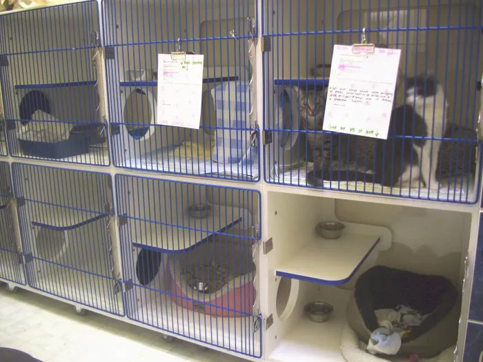 VCA Pine Lake Animal Hospital 6