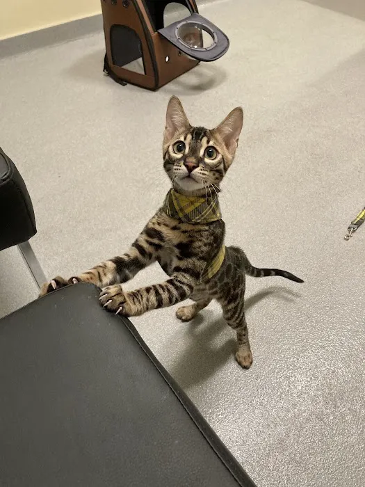 Ally Pet Medical Center 4