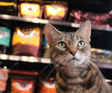 Chuck & Don's Pet Food & Supplies