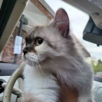 Spring Glen Veterinary ico