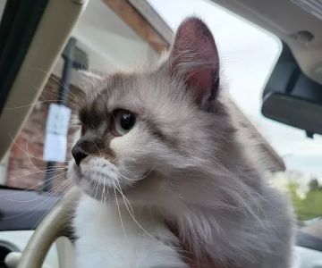 Spring Glen Veterinary