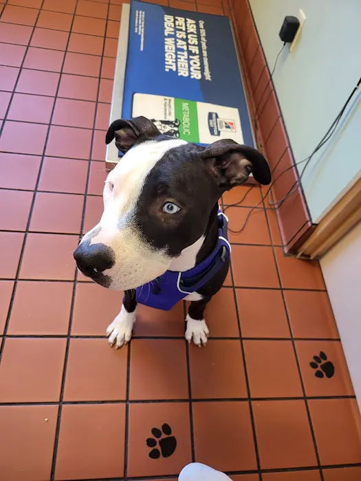 Spring Glen Veterinary 2