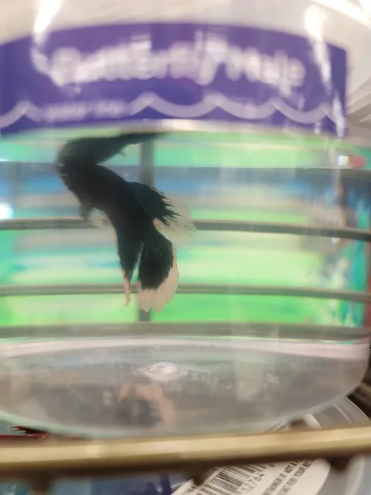 Petco 12