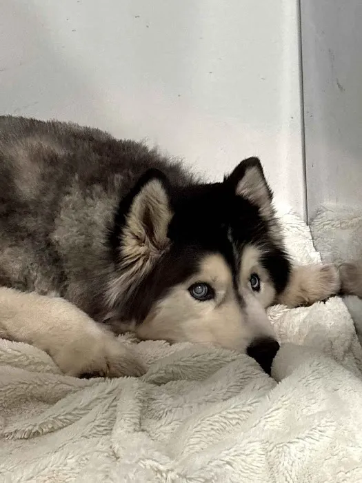 Happy Tails Animal Hospital 6