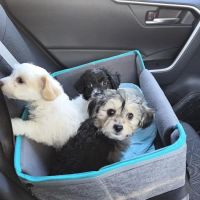 Happy Tails Animal Hospital ico