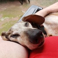 Arrow Animal Urgent Care ico