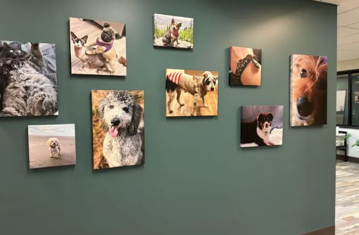Arrow Animal Urgent Care 7