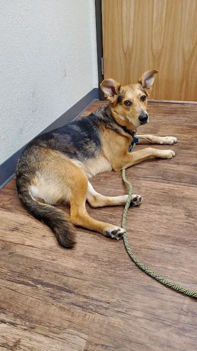 Arrow Animal Urgent Care 6