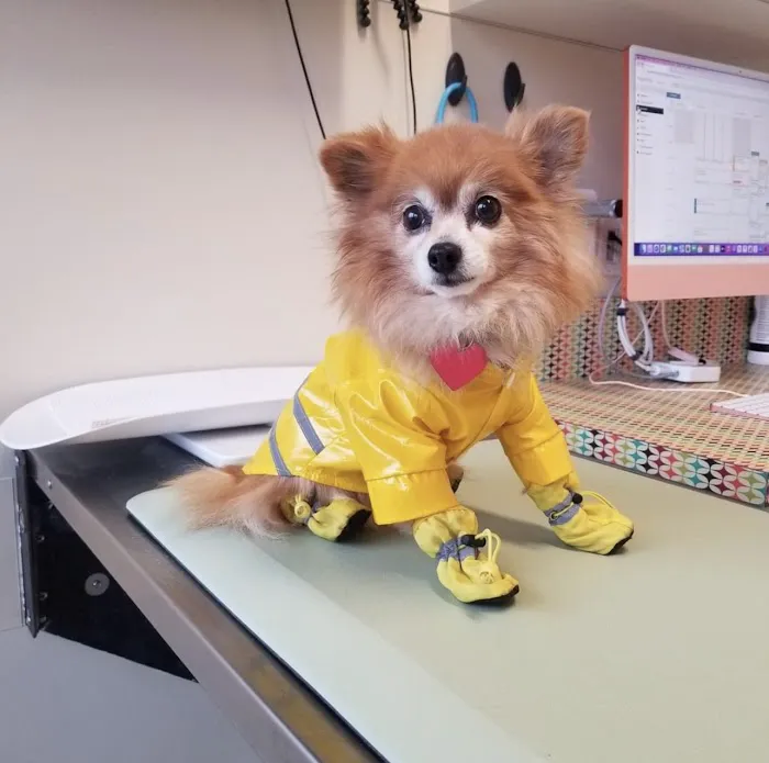 BoosterPet Veterinary Care & Urgent Care in Renton 1